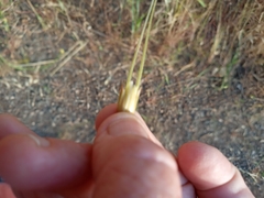 Triticum dicoccoides