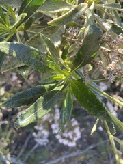 Eriodictyon trichocalyx