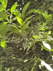 Tarenna