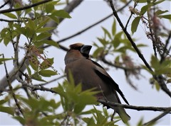 Coccothraustes coccothraustes