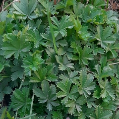Potentilla thuringiaca