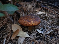 Polyporus decurrens