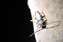 Tylonotus bimaculatus