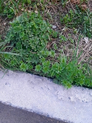 Potentilla thuringiaca