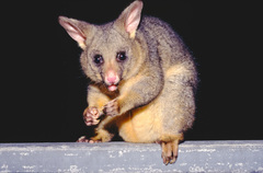 Common Brushtail photo 2