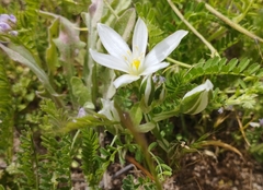 Ornithogalum baeticum