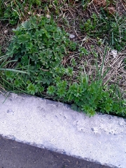 Potentilla thuringiaca