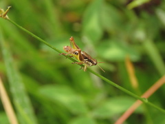 Bogotacris varicolor