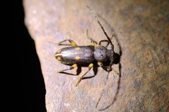 Tylonotus bimaculatus