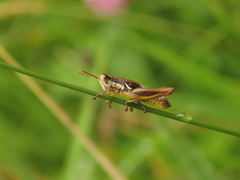 Bogotacris varicolor