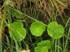 Hydrocotyle bonplandii