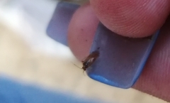 Anaspis maculata