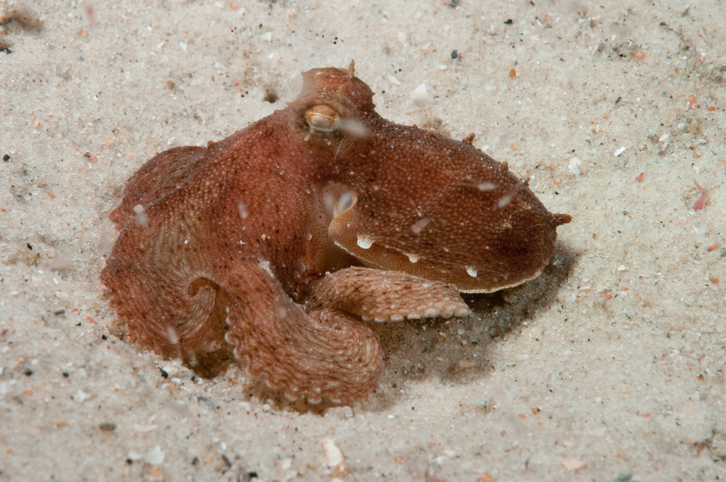Hammer Octopus