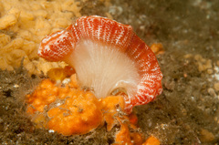 Sycozoa cerebriformis
