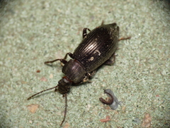Stenomax aeneus