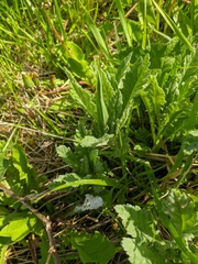 Jacobaea grandidentata