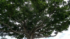 Ficus sycomorus image