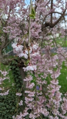 Prunus pendula