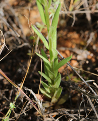 Polygala monspeliaca