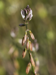 Polygala monspeliaca