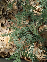 Sphaerophysa salsula