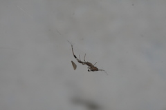 Zosis geniculata