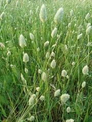 Phalaris brachystachys