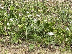 Cnidoscolus stimulosus