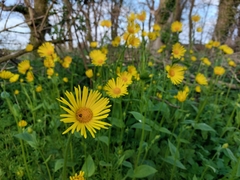 Doronicum pardalianches