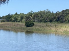 Alligator mississippiensis
