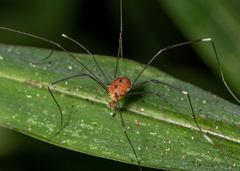 Pseudogagrella splendens