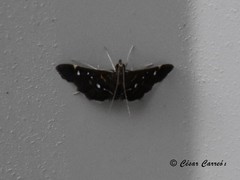 Diathrausta reconditalis