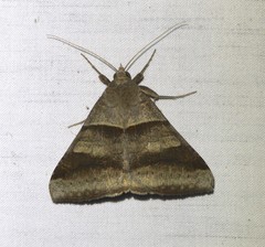 Mocis trifasciata