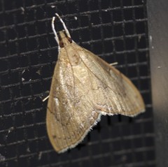 Hyalobathra