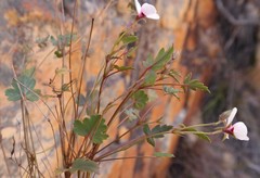 Pelargonium setulosum