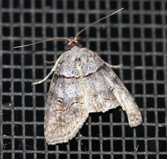 Calathusa hypotherma