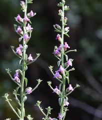 Sairocarpus pusillus