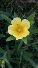 Ludwigia peploides