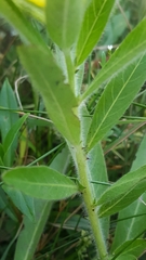 Ludwigia peploides