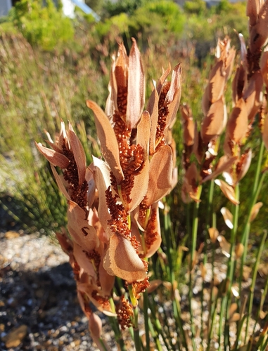 Image of Elegia persistens by (c) Corli du Toit Smith, some rights reserved (CC BY)