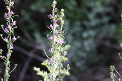 Sairocarpus pusillus