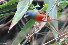 Pin-Tailed Parrotfinch photo 2