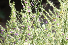 Sairocarpus pusillus