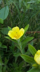 Ludwigia peploides