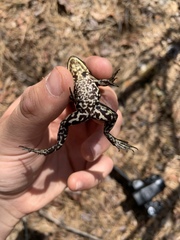 Lithobates virgatipes