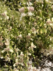 Dicerandra christmanii