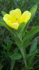 Ludwigia peploides
