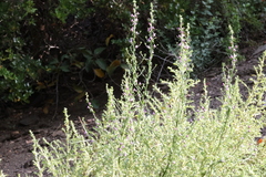 Sairocarpus pusillus