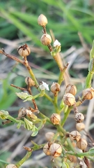 Angiospermae