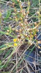 Angiospermae